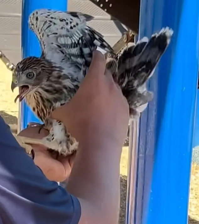 LA Man Sentenced to 45 Days in Prison for Forcing Protected Hawk to Drink Alcohol