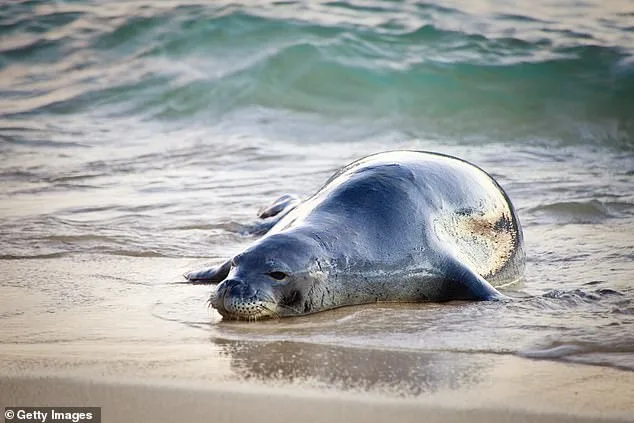 Legal Battle Erupts in Hawaii Over New Hotel's Environmental and Cultural Threats