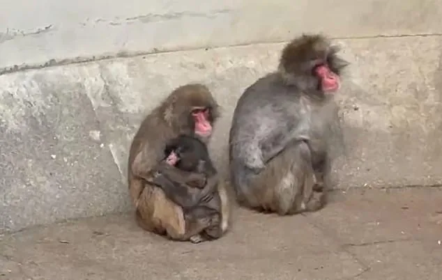 Punch the Macaque: The Viral Star's Tragic Survival Battle