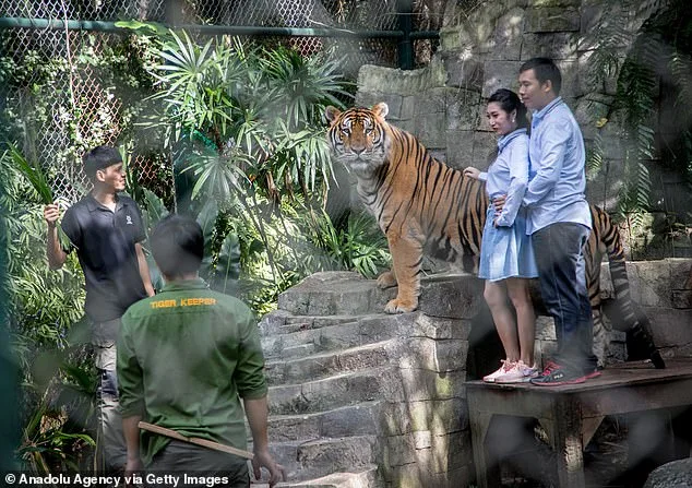 Thailand's Tiger Kingdom Chiang Mai: 72 Tigers Die in Mysterious Canine Distemper Outbreak