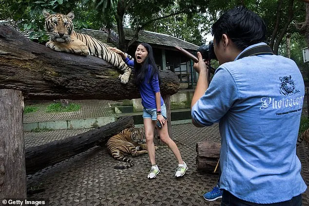 Thailand's Tiger Kingdom Chiang Mai: 72 Tigers Die in Mysterious Canine Distemper Outbreak
