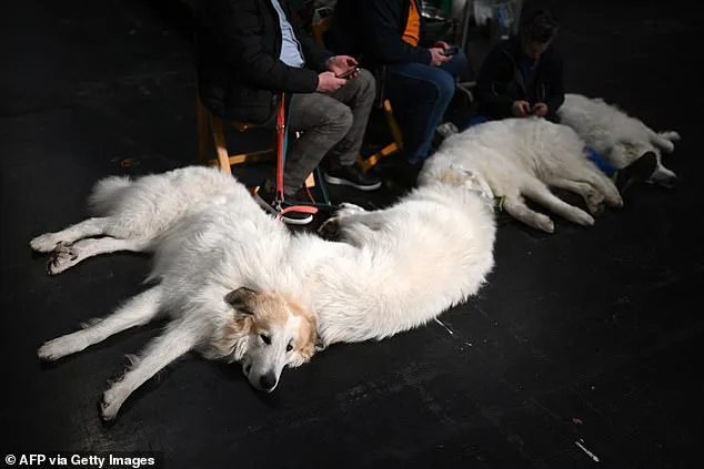 Thousands of Pedigree Dogs Battle for the Crown at Crufts