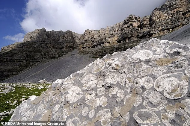 Viral Fossil Discovery in Guadalupe Mountains Sparks Noah's Flood Debate
