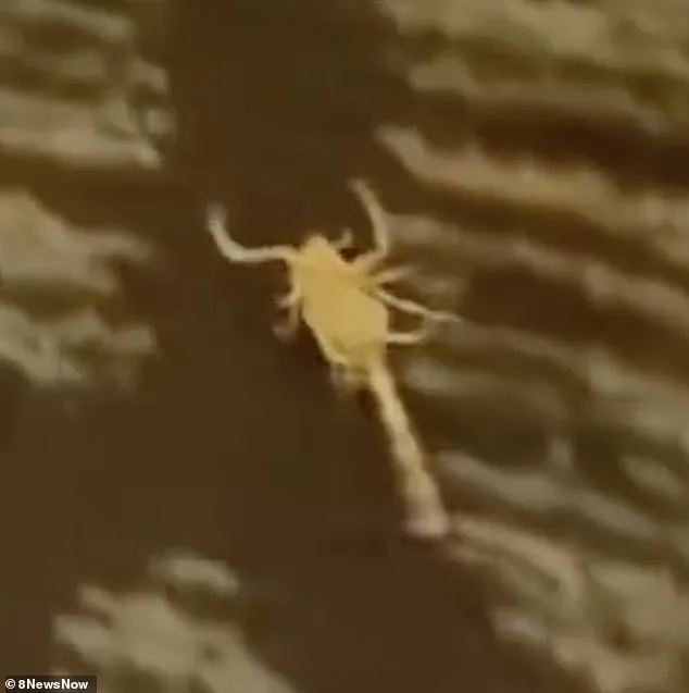 Silver Sevens Hotel Alleged Scorpion Infestation Sparks Guest Concerns, Legal Claims