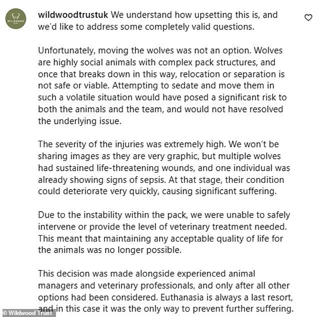 Euthanasia of European Grey Wolves at Wildwood Trust Due to Escalating Pack Violence