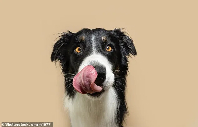 Breakthrough Study Reveals Hidden Signs of Pain in Dogs, Urges Owners to Stay Alert