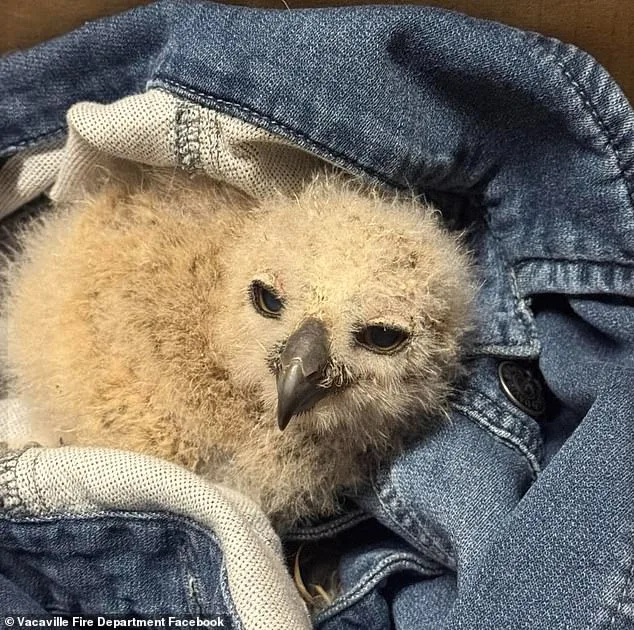 Firefighters Rescue Inch-Sized Great Horned Owl from Vacaville Storm Drain After Overnight Tempest