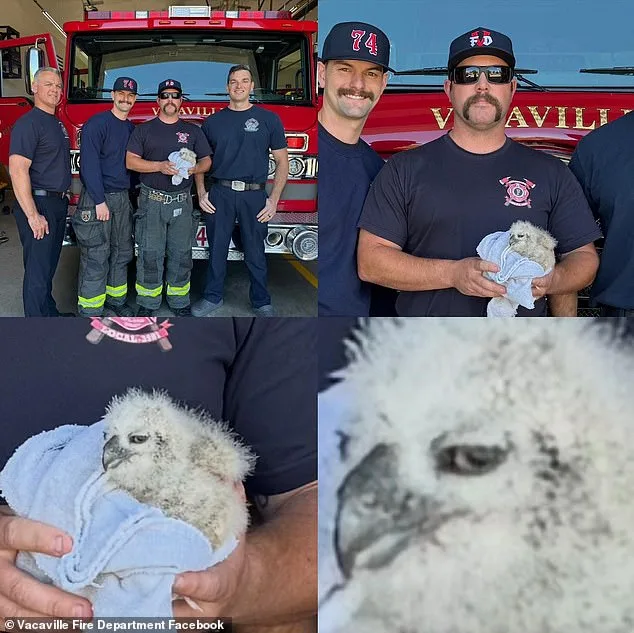 Firefighters Rescue Inch-Sized Great Horned Owl from Vacaville Storm Drain After Overnight Tempest
