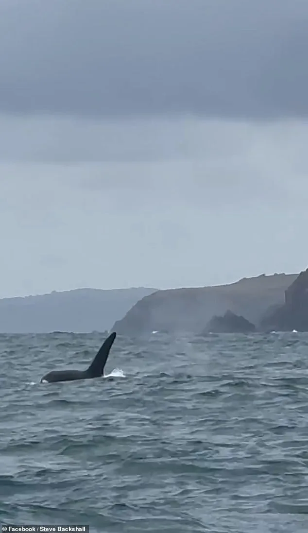Rare Sighting of UK's Last Resident Killer Whales Captivates Wildlife Explorer Steve Backshall