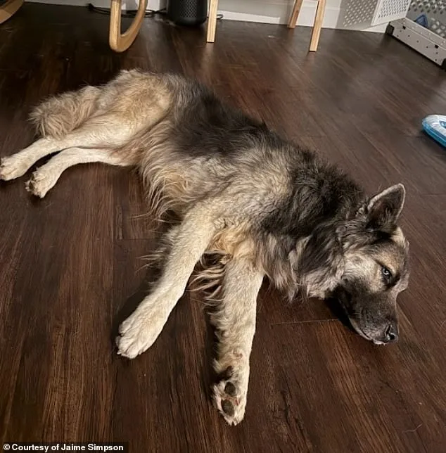 Abandoned Husky Survives Arizona Desert After ICE Deportation