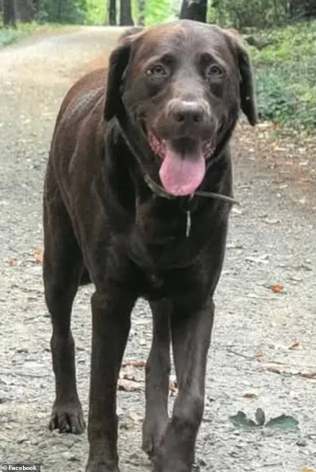 Portsmouth Woman's Labrador Electrocuting Ignites Safety Concerns