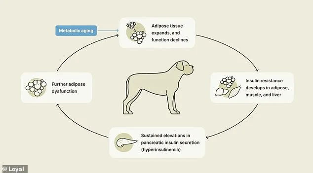 Vet Study Hopes to Extend Dog Lives by Almost a Decade