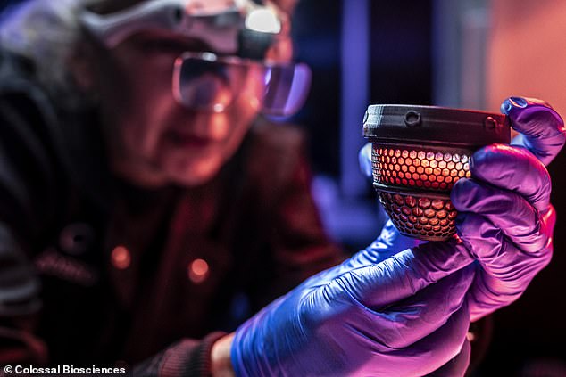 Scientists hatch healthy chicks using artificial eggs to revive extinct moa.