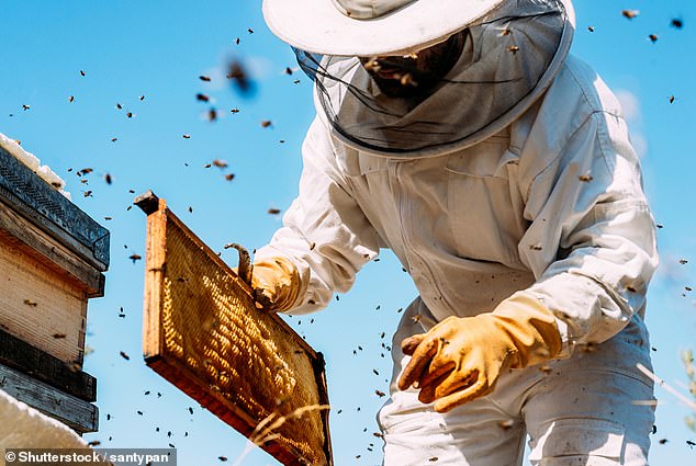 Is Honey Actually Healthy or Just Expensive Sugar?