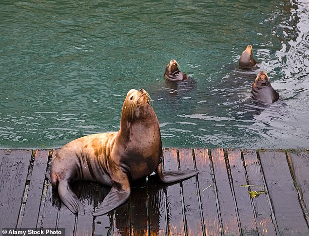 Pacific Northwest officials debate lethal sea lion removals to save salmon.