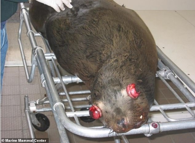 Pacific Northwest officials debate lethal sea lion removals to save salmon.