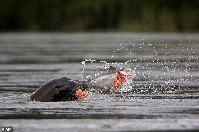 Pacific Northwest officials debate lethal sea lion removals to save salmon.